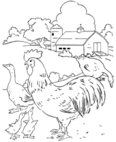 Disegni di Galli da colorare