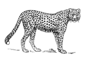 Disegno di leopardo da stampare e colorare 15