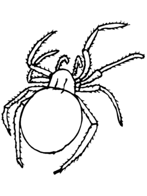 Disegno di ragno da stampare e colorare 11