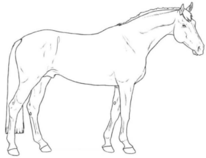 Disegno di cavallo da stampare e colorare 83