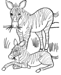 Disegno di zebra da stampare e colorare 15
