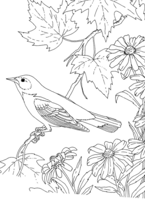 Disegno di passero da stampare e colorare 126