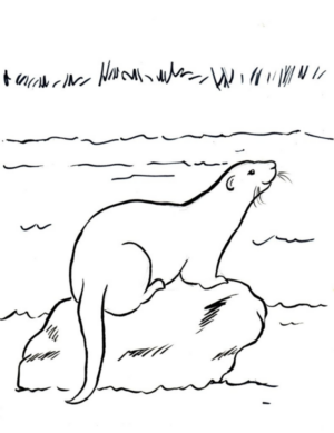 Disegno di lontra da stampare e colorare 19