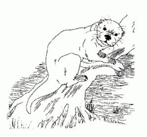 Disegno di lontra da stampare e colorare 17