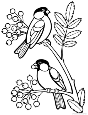 Disegno di passero da stampare e colorare 125