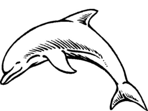 Disegno di delfino da stampare e colorare 49