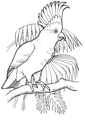 Disegno di pappagallo da stampare e colorare 185