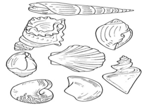 Disegno di conchiglia da stampare e colorare 5
