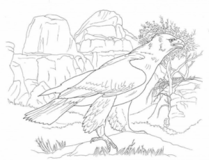 Disegno di falco da stampare e colorare 7