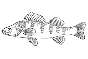 Disegno di pesce da stampare e colorare 150