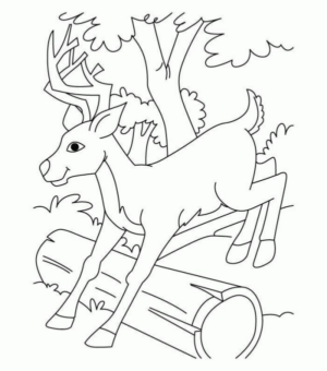 Disegno di cervo da stampare e colorare 36