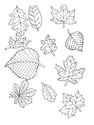 Disegno di foglia da stampare e colorare 146