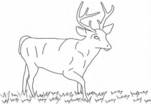 Disegno di cervo da stampare e colorare 42