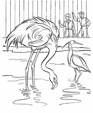 Disegno di fenicottero da stampare e colorare 17