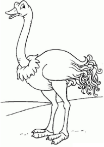Disegno di struzzo da stampare e colorare 4