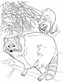 Disegno di procione da stampare e colorare 21