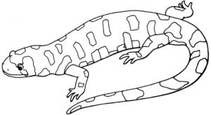 Disegno di lucertola da stampare e colorare 8