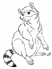 Disegno di procione da stampare e colorare 19