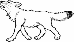 Disegno di lupo da stampare e colorare 63