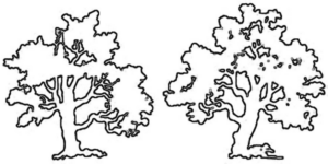 Disegno di albero da stampare e colorare 97