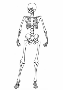 Disegno di parti del corpo da stampare e colorare 20