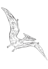 Disegno di Pterodattilo da stampare e colorare 15