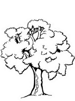 Disegno di albero da stampare e colorare 47