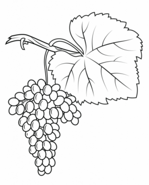 Disegno di uva da stampare e colorare 18
