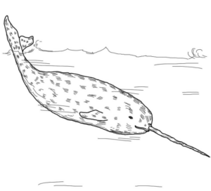 Disegno di narvalo da stampare e colorare 9