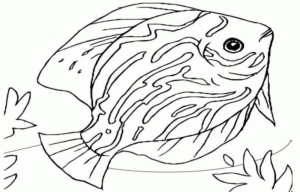 Disegno di pesce da stampare e colorare 306