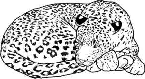Disegno di leopardo da stampare e colorare 32