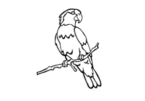 Disegno di pappagallo da stampare e colorare 120