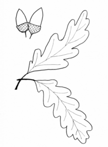 Disegno di ghianda da stampare e colorare 8