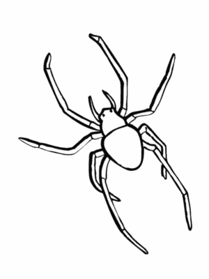 Disegno di ragno da stampare e colorare 6