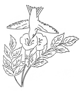 Disegno di colibr da stampare e colorare 24