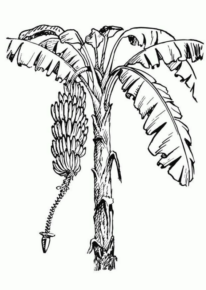 Disegno di albero da frutta da stampare e colorare 23