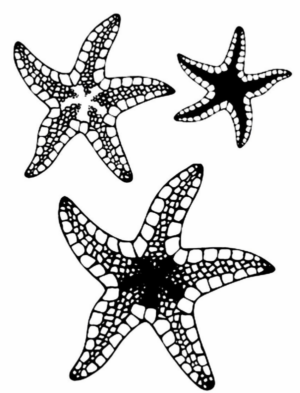 Disegno di stella marina da stampare e colorare 7