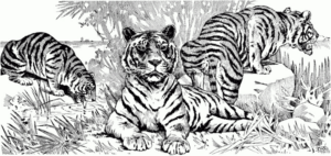 Disegno di tigre da stampare e colorare 17