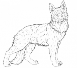 Disegno di lupo da stampare e colorare 7