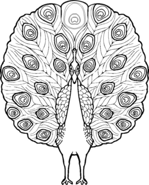 Disegno di pavone da stampare e colorare
