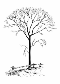 Disegno di albero da stampare e colorare 146