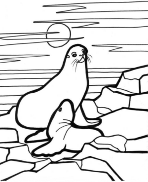Disegno di foca da stampare e colorare 5