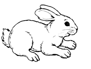 Disegno di coniglio da stampare e colorare 87