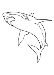 Disegno di squalo da stampare e colorare 48