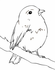 Disegno di passero da stampare e colorare 15