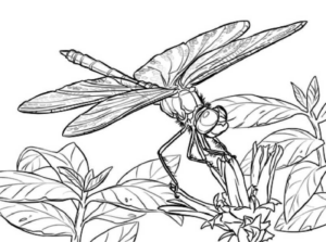Disegno di libellula da stampare e colorare 22