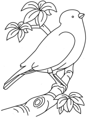 Disegno di passero da stampare e colorare 80