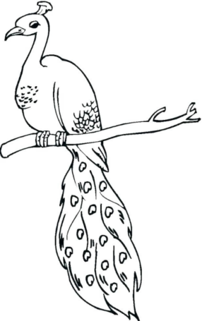 Disegno di pavone da stampare e colorare 15