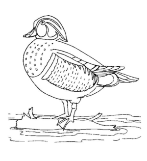 Disegno di uccello da stampare e colorare 103