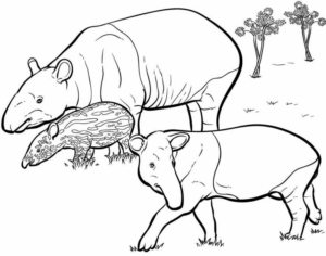 Disegno di tapiro da stampare e colorare 2